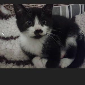 Meet your Posher, Faith